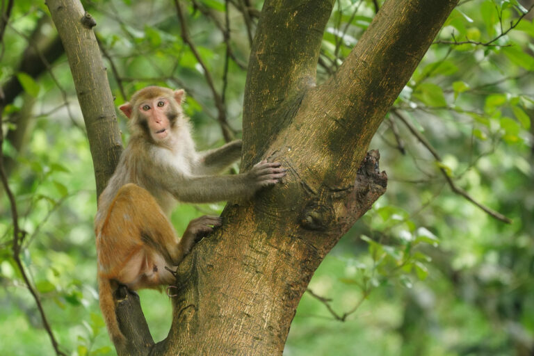 Jia Ronglin - Foraging-monkeys-1